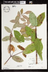 Apocynum cannabinum image