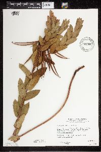 Apocynum cannabinum image