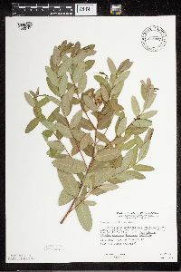 Apocynum cannabinum image