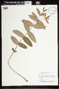 Apocynum cannabinum image