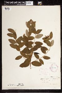 Apocynum cannabinum image