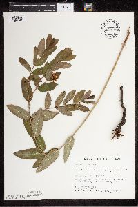 Apocynum cannabinum image