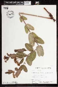Apocynum cannabinum image