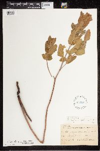 Apocynum cannabinum image
