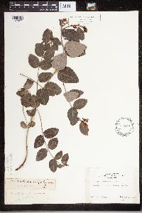 Apocynum androsaemifolium image