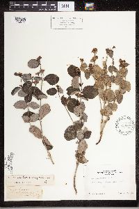 Apocynum androsaemifolium image