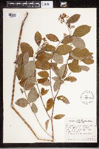 Apocynum androsaemifolium image