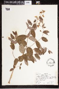 Apocynum androsaemifolium image