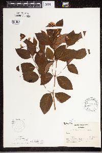 Apocynum androsaemifolium image
