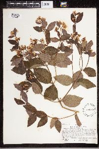 Apocynum androsaemifolium image