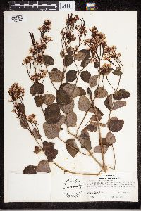 Apocynum androsaemifolium image