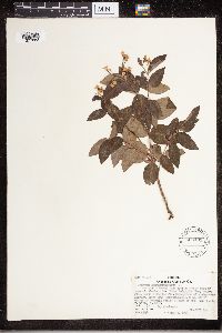 Apocynum androsaemifolium image