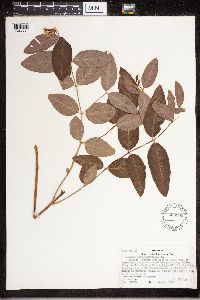 Apocynum androsaemifolium image