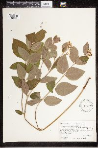 Apocynum androsaemifolium image