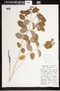 Apocynum androsaemifolium image