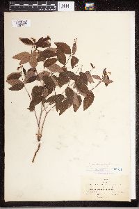 Apocynum androsaemifolium image