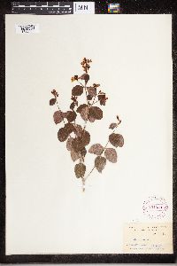 Apocynum androsaemifolium image