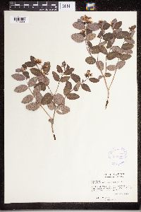 Apocynum androsaemifolium image