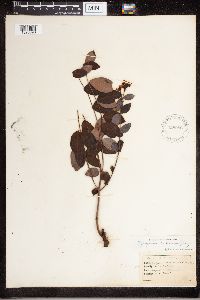 Apocynum androsaemifolium image