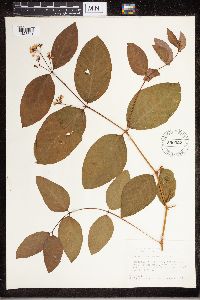 Apocynum androsaemifolium image