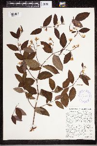 Apocynum androsaemifolium image