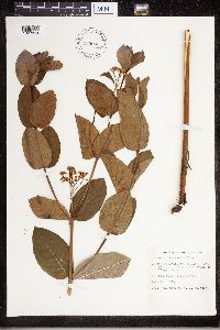 Apocynum androsaemifolium image
