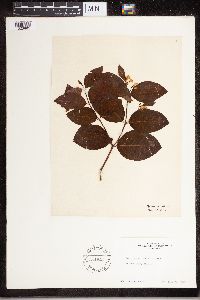 Apocynum androsaemifolium image