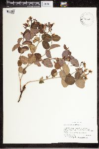 Apocynum androsaemifolium image