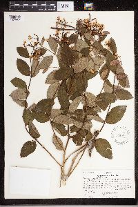 Apocynum androsaemifolium image