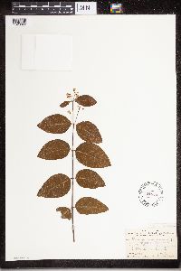 Thumbnail image of current specimen