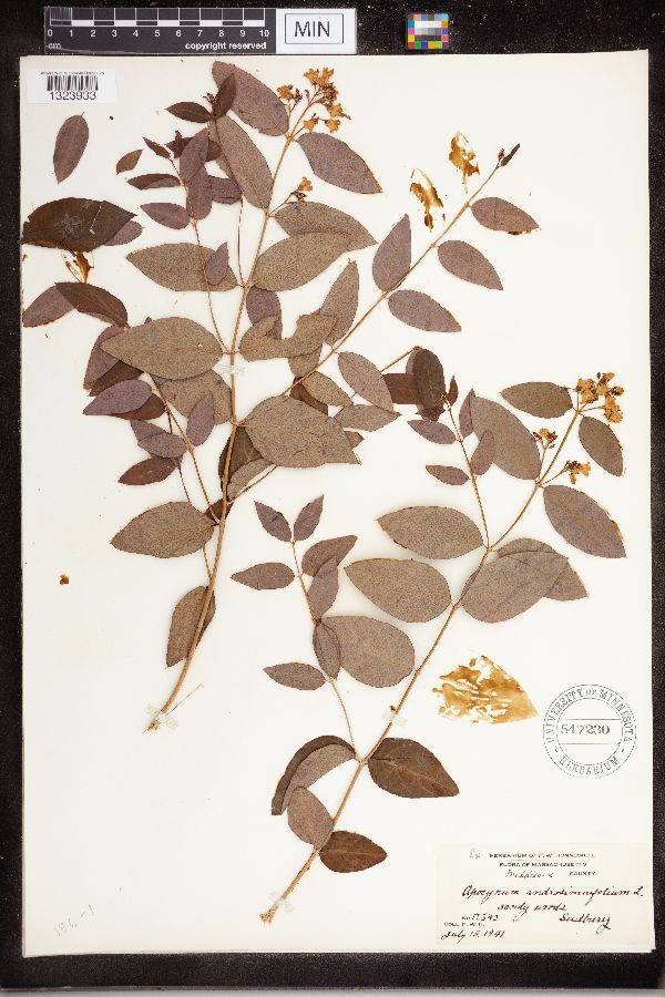Apocynum androsaemifolium image