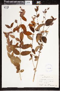 Apocynum androsaemifolium image