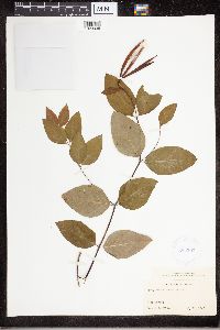 Apocynum androsaemifolium image