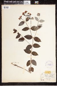 Apocynum androsaemifolium image
