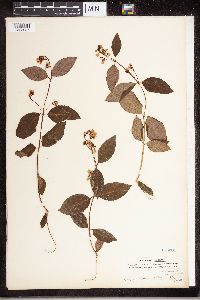 Apocynum androsaemifolium image