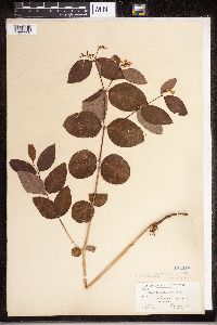 Apocynum androsaemifolium image