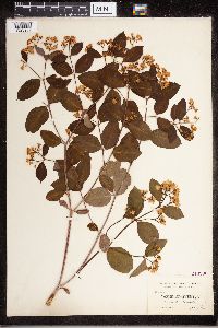 Apocynum androsaemifolium image