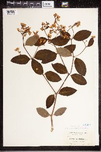 Apocynum androsaemifolium image