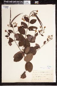 Apocynum androsaemifolium image