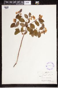 Apocynum androsaemifolium image