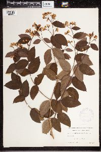 Apocynum androsaemifolium image