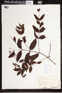 Apocynum androsaemifolium image