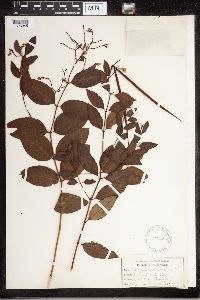 Apocynum androsaemifolium image