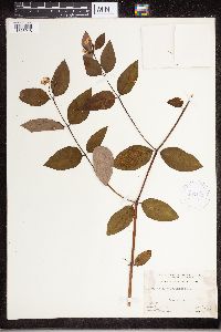 Apocynum androsaemifolium image