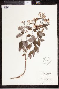 Apocynum androsaemifolium image