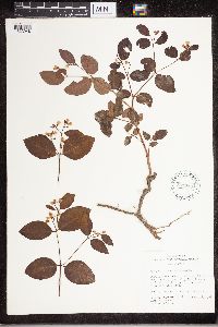 Apocynum androsaemifolium image