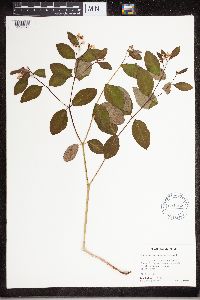 Apocynum androsaemifolium image