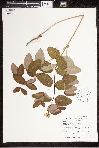 Apocynum androsaemifolium image