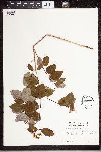 Apocynum androsaemifolium image