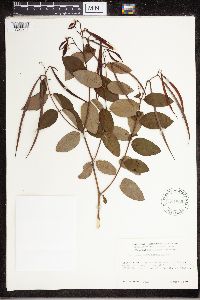 Apocynum androsaemifolium image